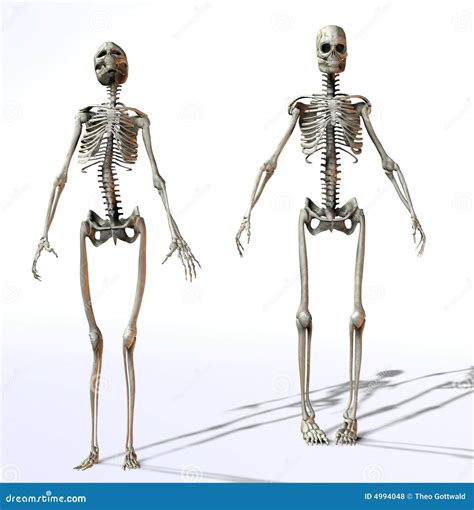 Anatomy Male Vs Female Skeleton - img-Abha