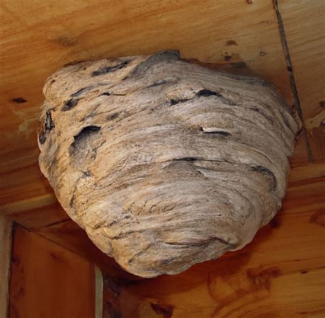 Remove Wasp Nest In Uznach 058 510 22 54