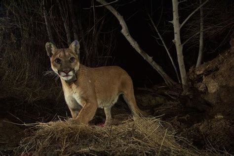 Big Cats In Pennsylvania Mountain Lions Or Bobcats