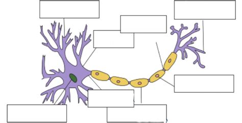 Neuron Diagram | Quizlet