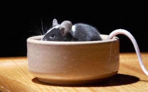 Can Pet Mice Drink From A Bowl 5 Things To Consider Vivo Pets