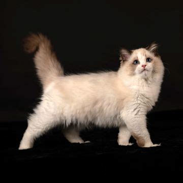 Available Kitten Details Aberlady Ragdolls