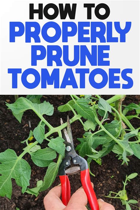 How To Properly Prune Tomatoes Tomato Plant Care Growing Tomato