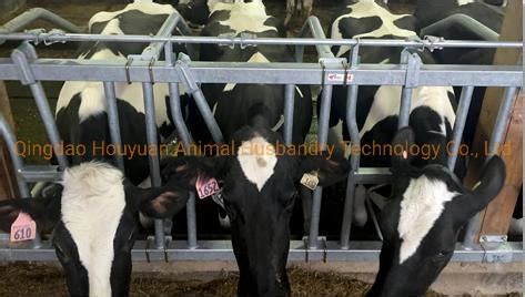 Cow Headlocks For Cattle Galvanized Cattle Headlock Feeder Dairy Farm