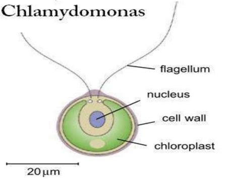 Protoctista | PPT