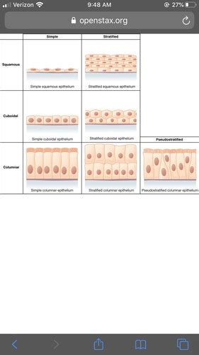 Tissue Identification Flashcards Quizlet