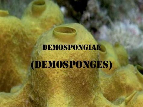 Demospongiae Demosponges