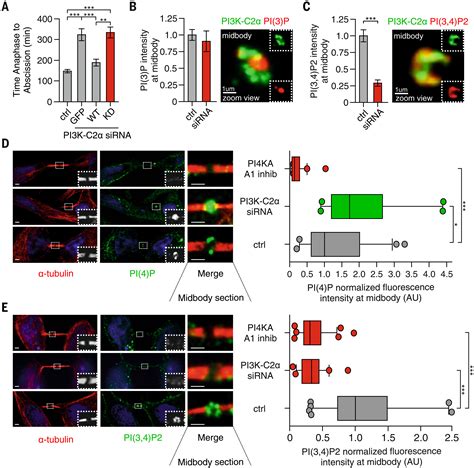 PI 3 4 P2 Mediated Cytokinetic Abscission Prevents Early Senescence And