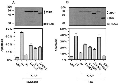 Ubiquitin Protein Ligase Activity Of X Linked Inhibitor Of Apoptosis