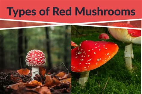 Types Of Red Mushrooms And How To Identify Them