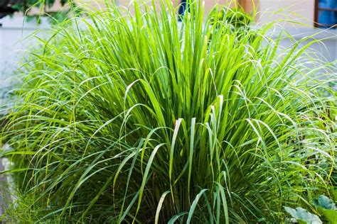 15 Edible Grasses That You Can Eat Smart Garden And Home