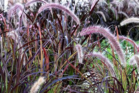 How To Grow Purple Fountain Grass Pennisetum Setaceum ‘rubrum