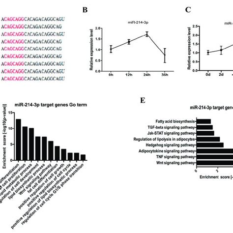 The Level Of MiR 214 3p Is Up Regulated During 3T3 L1 Adipogenesis A