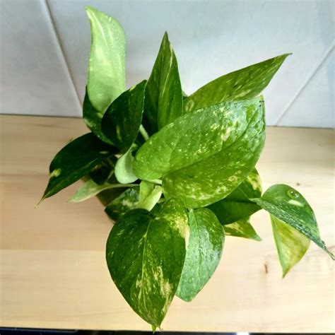 Super Healthy Golden Pothos Epipremnum Aureum Furniture And Home Living Gardening Plants