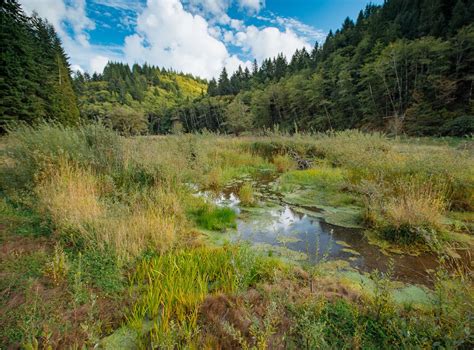 Siuslaw Watershed Council