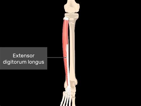 Extensor Digitorum Longus Action Archives Samarpan Physiotherapy