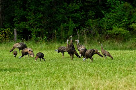 Understanding Wild Turkey Hatch Times Mossy Oak Gamekeeper