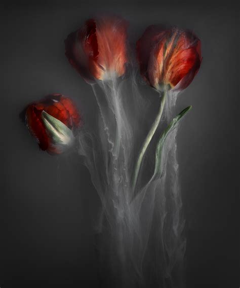 Tulips from the Netherlands on Behance