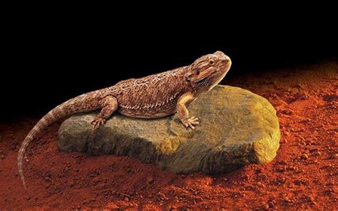 Temperatura En Los Reptiles Acuarioland