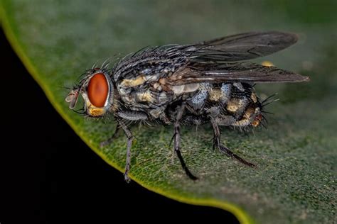 Mosca Adulta De La Carne De La Familia Sarcophagidae Foto Premium