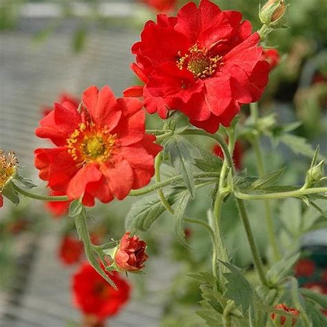 Geum Mrs Bradshaw Flower Seeds Geum Chiloense 50seeds Etsy