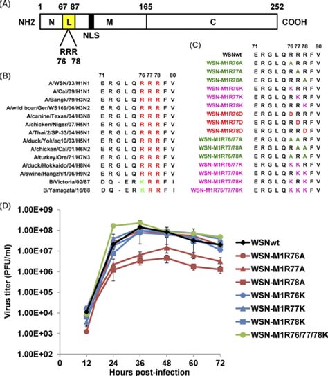 Sequences Of Mutant M Proteins At Amino Acid Positions To And