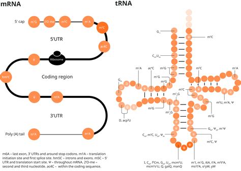 Rna Modification Guide Abcam