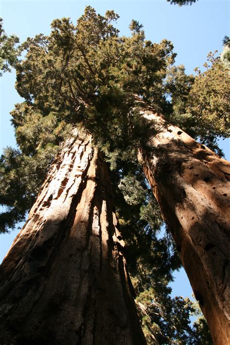 Giant Redwood Trees In Yosemite Free Stock Photo Public Domain Pictures