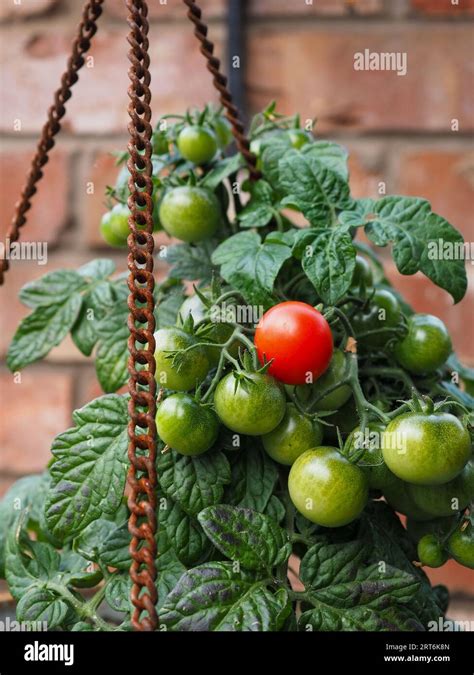 Hanging Basket Variety Tomato Hi Res Stock Photography And Images Alamy