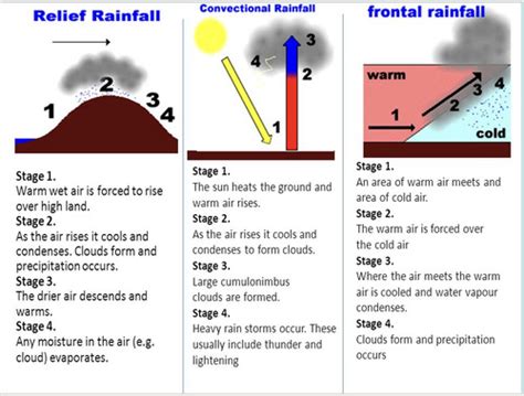 Water And Carbon Cycles Flashcards Quizlet