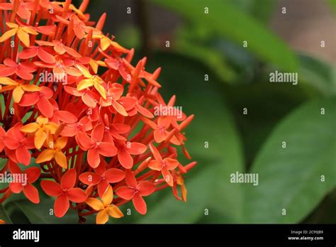 Red And Yellow Ixora Flower Stock Photo Alamy