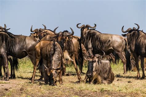 Arusha Days Wildebeest Calving Safari In Arusha