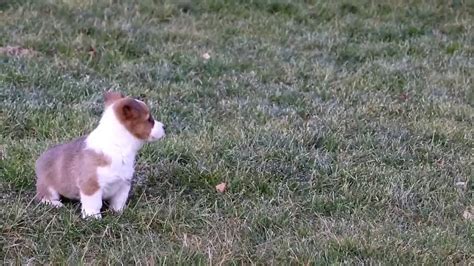 Welsh Corgie Puppies For Sale Melvin Fisher YouTube