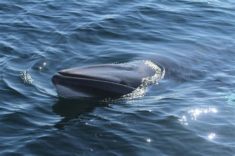 Minke Whales Visiting Scotlands West Coast Set European Record