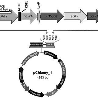 Construction Of Palgaedgat Egfp Vector To Transform The Chlamydomonas