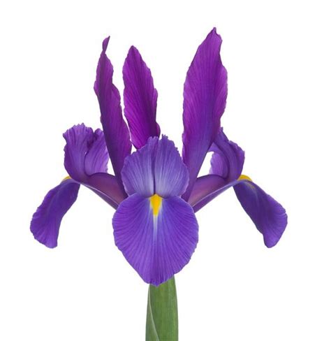 Purple Iris - Florabundance Wholesale Flowers