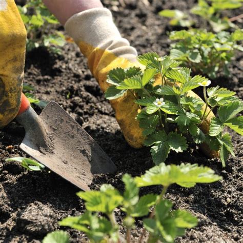 Will Strawberry Plants Come From A Buried Strawberry Strawberry Plants