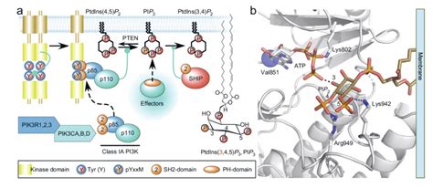 A Activation Of Class Ia Pi3ks By Growth Factor Receptors Gfr