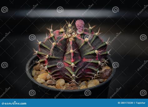 Cactus Calledgymnocalycium Mihanovichii Variegata Stockfoto Bild Von