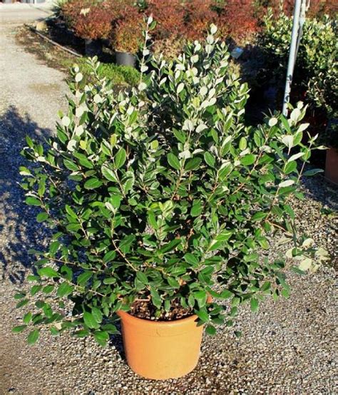 Feijoa Qué es esta fruta y por qué plantar el árbol en el huerto