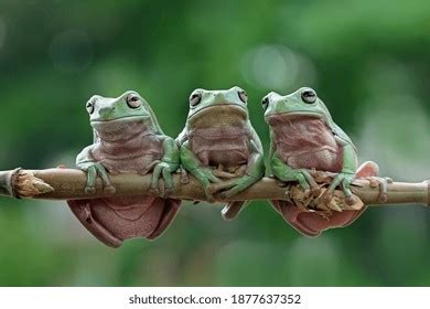 2,263 Australian Green Tree Frog Images, Stock Photos, 3D objects ...