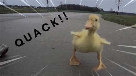 Very Fast Duck Running At Incredible Hihg Speed Youtube