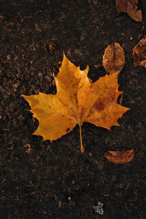 Close-Up Photograph of a Maple Leaf · Free Stock Photo