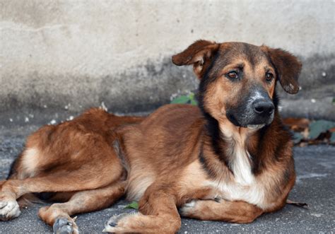 Dia Mundial Dos Animais De Rua Saber Express