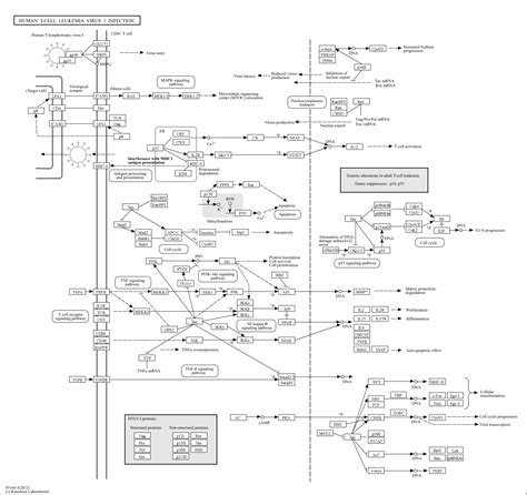 Kegg Pathway Human T Cell Leukemia Virus 1 Infection Reference Pathway