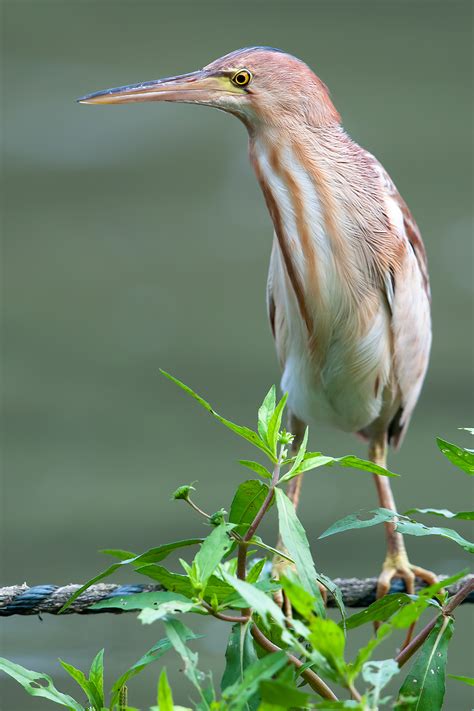 Yellow Bittern Photos - Shanghai Birding 上海观鸟