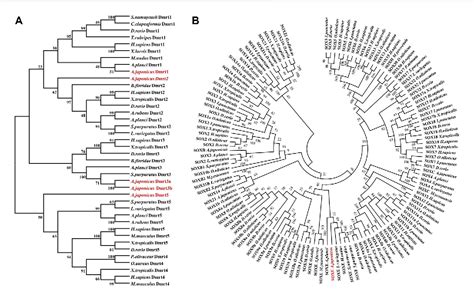 Identi Cation And Functional Analysis Of Dmrt Gene And The Soxe Gene