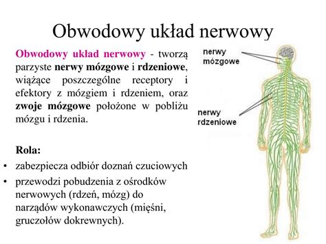 PPT Układ nerwowy i jego elementy PowerPoint Presentation free