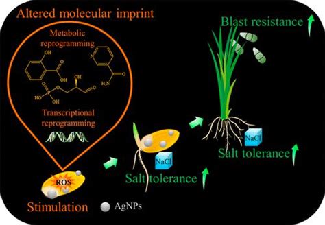 Agnps Triggered Seed Metabolic And Transcriptional Reprogramming