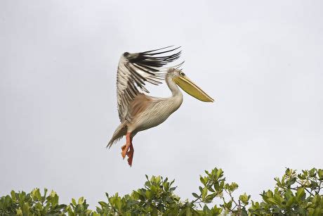 Pinkbacked Pelican Pelecanus Rufescens Adult Breeding Editorial Stock